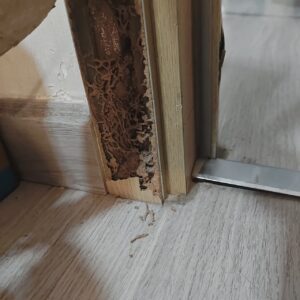 Dịch Vụ Diệt Mối Đường Số 19: Giải Pháp Tiết Kiệm Thời Gian & Chi Phí